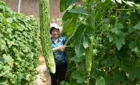 Hot-selling planting techniques of balsam pear in summer take a long time to harvest naturally