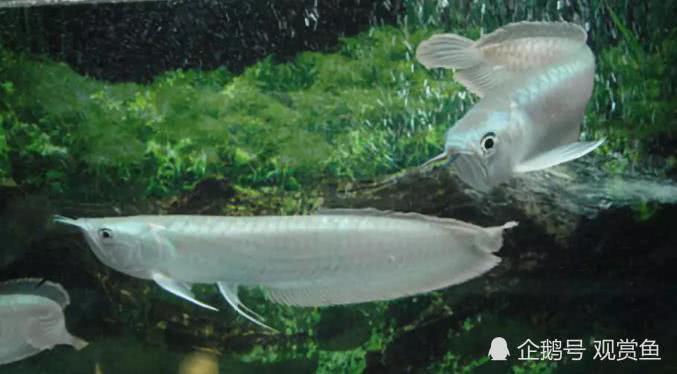 How to distinguish between arowana males and females only need to remember these seven points