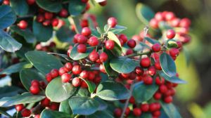 The difference between Fructus Lycii and Pyracantha