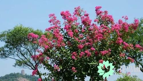 Who says that flowers have no red and crape myrtle blossoms for half a year