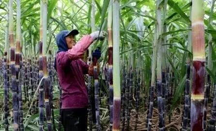 Beware of red and moldy sugar cane before and after the Qingming Festival.