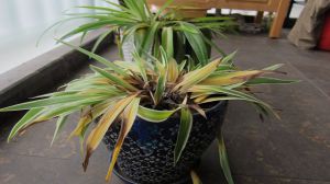 How to save the blackening of the leaves of Cymbidium