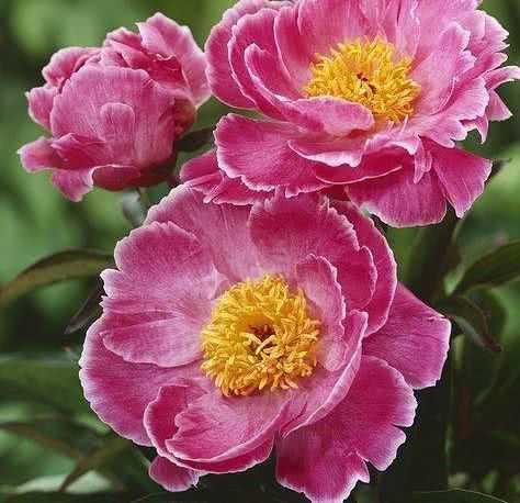 Peonies are particularly popular with people. Do you like such beautiful flowers with various shapes and colorful flowers?