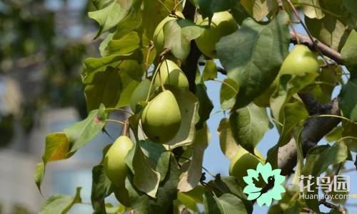 Six measures to promote Flower Bud differentiation of Fruit trees in Hot Summer