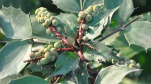 The difference between the Broad Leaf Top Ten and the Broad Leaf Top Ten