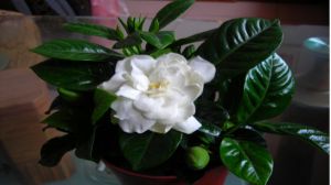 How to raise gardenia in autumn