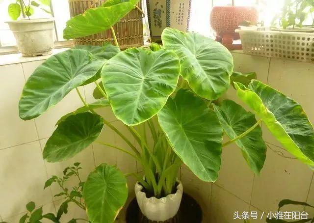 After ten days, the unfinished taro will grow into a small pot plant, beautiful and luxuriant, and you can harvest small taro.