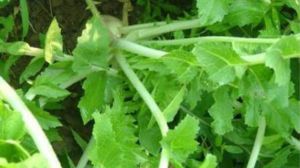 The efficacy and function of radish leaves