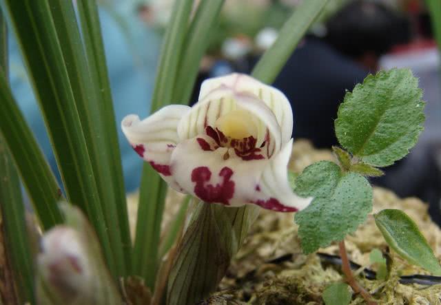 Accidentally bought fake orchids for 1000 yuan and taught you how to look at leaves and identify valuable orchids.