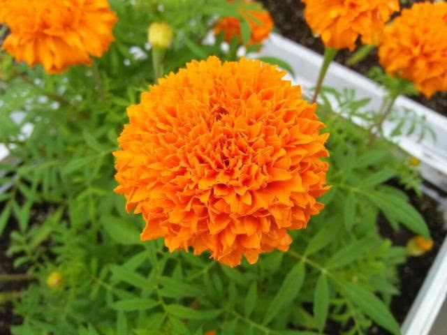 Marigold only grows leaves but does not blossom. What's going on? this kind of maintenance can make marigold flowers full of pots.