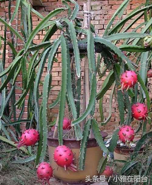 Planting potted dragon fruit can grow a big and sweet fruit with a little seed or a branch.