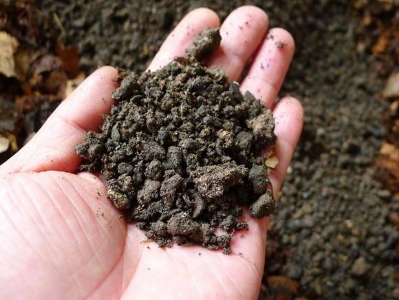 The cinder after coal combustion is used to grow flowers and is no longer afraid of pot soil consolidation and rotting roots.