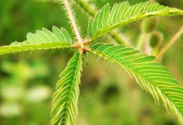 Mimosa leaves are closed for a variety of reasons except shyness.