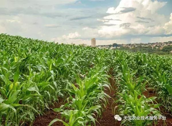 China's agriculture is undergoing an unprecedented test. The current situation of agriculture, rural areas and farmers is worrying.