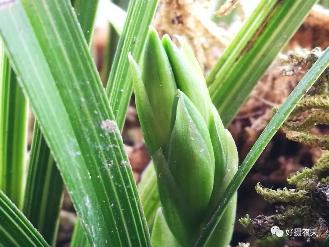 How to find a good orchid on the mountain? If you learn these points, you won't go home empty-handed.