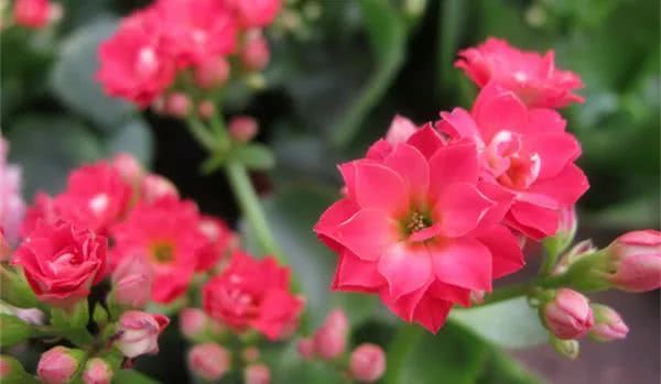 Now seize the time to trim the longevity flowers in order to blossom like a brocade burst basin.