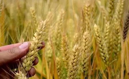 Wheat prices are expected to rise slightly in the third and fourth quarters of this year. Surplus grain can be sold at an optional date.