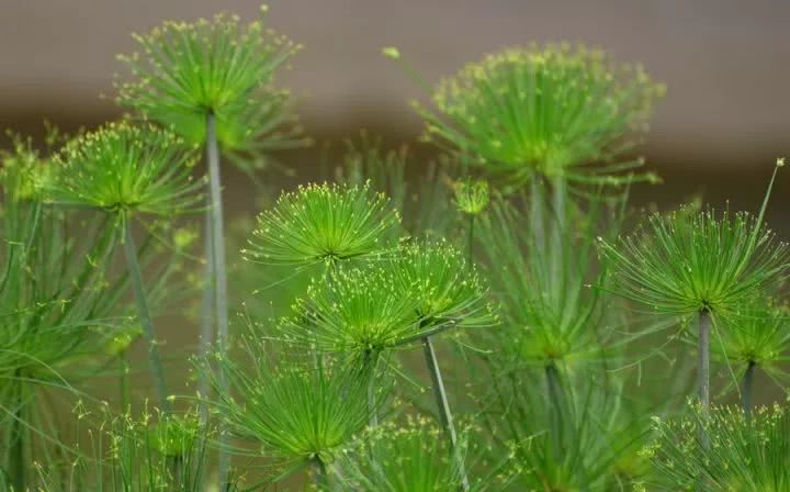 Ornamental bamboo that can be planted in the water can also be fed by beginners.