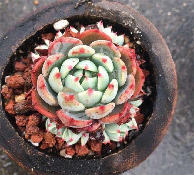 The withered leaves of succulent plants need to be treated in this way to avoid succulent death.