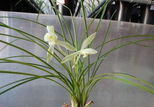 A brief discussion on the cultivation Technology of Yunnan Orchid Flower the shaded orchid unearthed from the bud