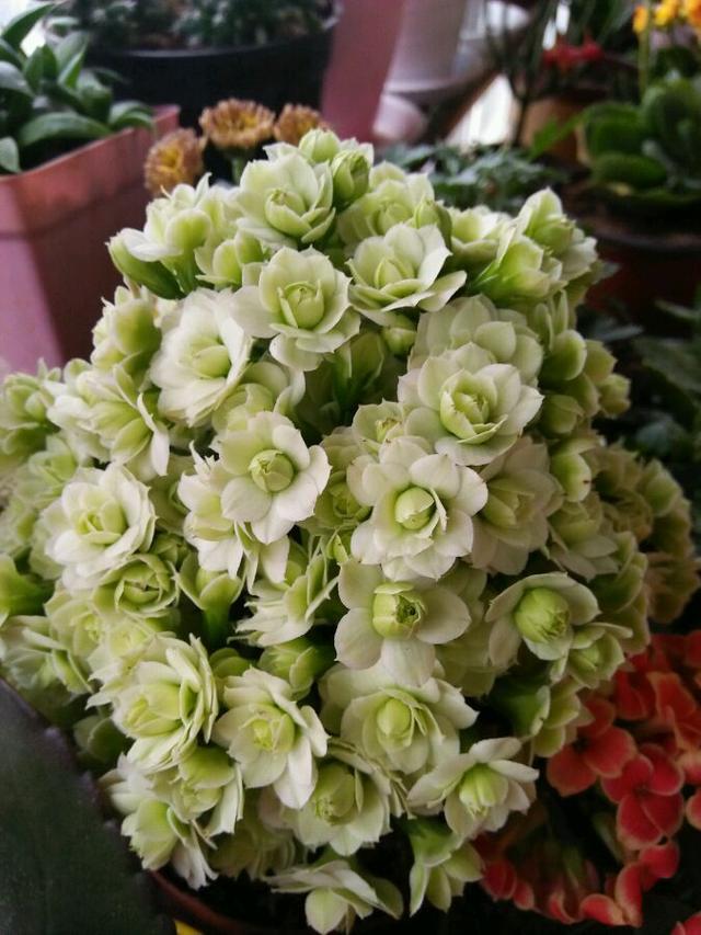 This flower has won the World Horticultural Award for beautiful flowering and long flowering period. It is also very good for raising potted plants.