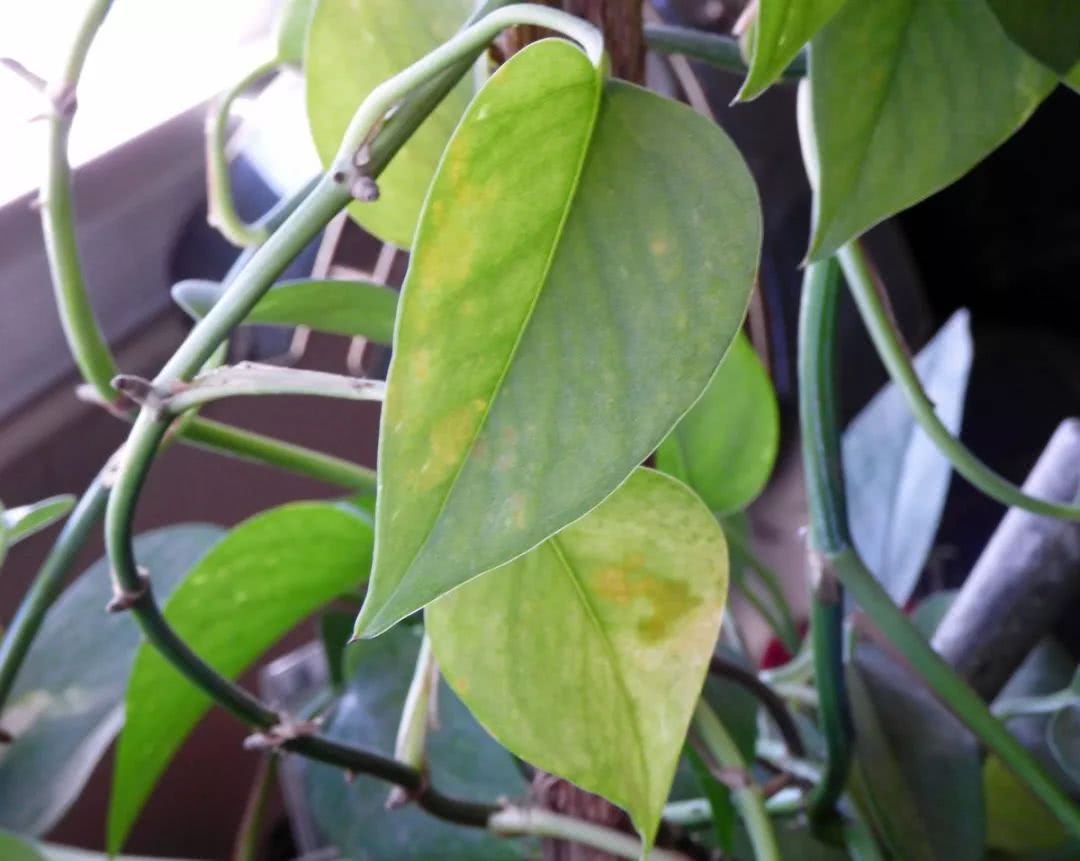 Cuttage propagation of green pineapple A few branches cut in water can take root and sprout