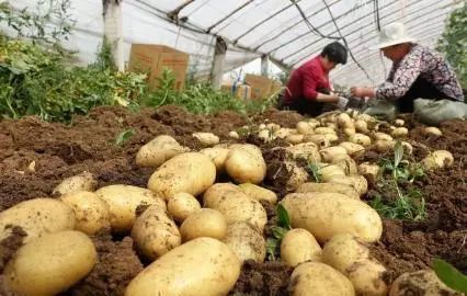 Potato planting time is just around the corner. Potato varieties should be selected.