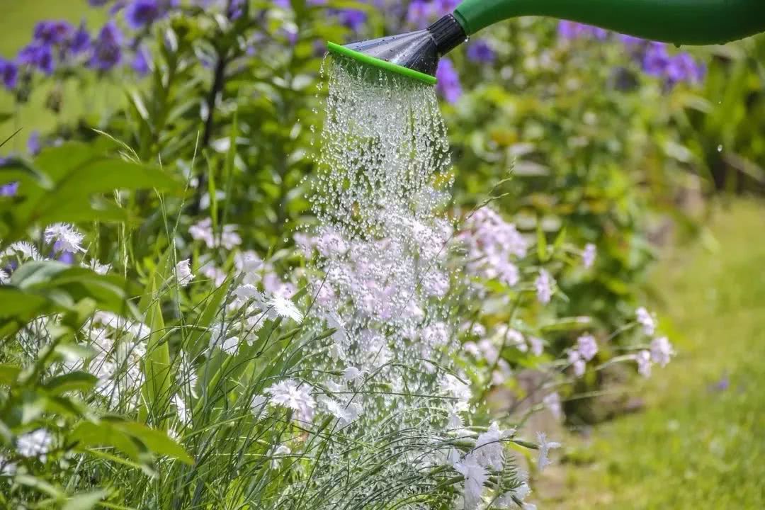 Plant these 20 pots of potted herbs on the balcony with a charming fragrance all over the house.