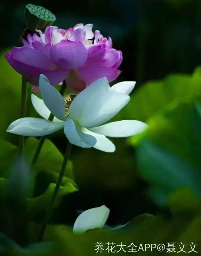 If you have the conditions, raise a pot of lotus flowers, enjoy the flowers and eat the fruit. The whole body is a treasure.