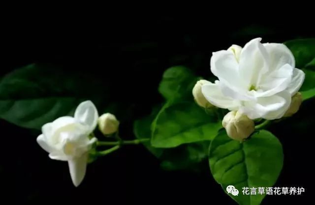 How to make jasmine grow strong and fragrant