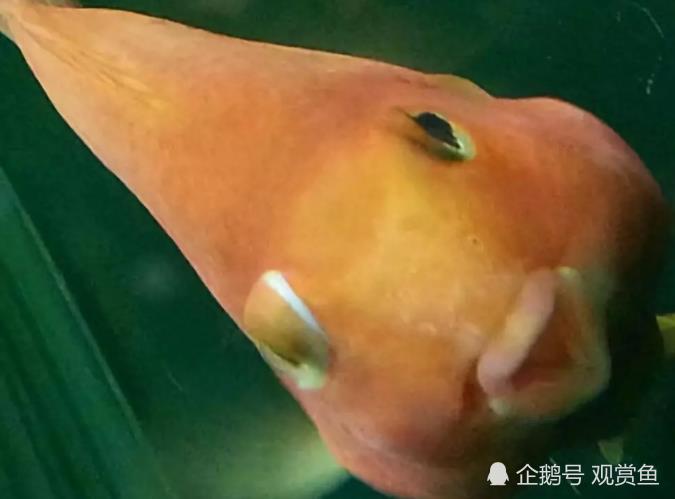 Hangtai Aquarium: how to treat the parrot fish with protruding eyes?