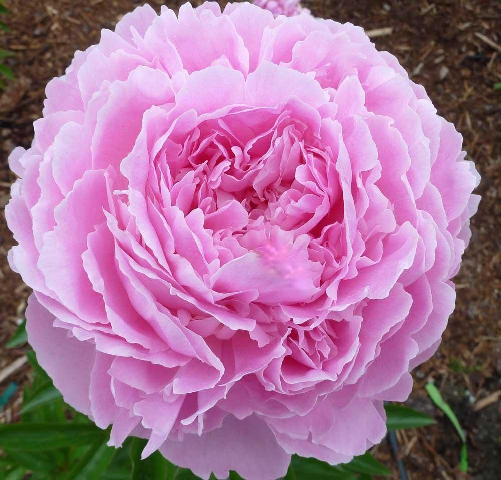 Peony maintenance done in 3 steps willing to peel flowers than rose beauty can enhance the feelings of husband and wife