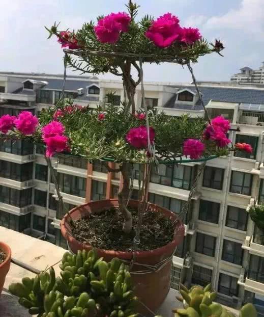 If you want to have beautiful sunflowers, let your sunflowers occupy the whole balcony.