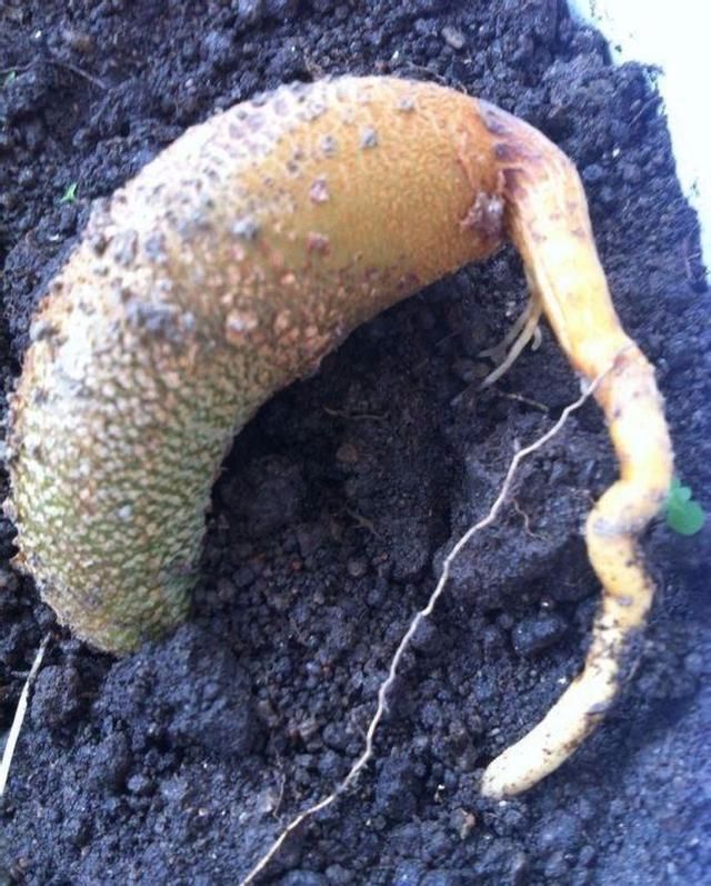 Durian kernel cultivated durian tree potted 1 meter high and formed a 20 jin large durian deceiving people.