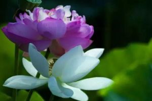 Raise a pot of lotus flowers if possible, can enjoy flowers, eat fruit, drink tea, the whole body is a treasure.