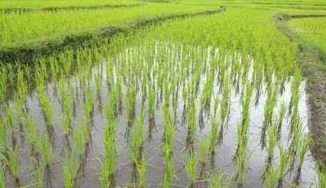 What is the reason why the rate of rice heading is not high when it is about to enter harvest stage?