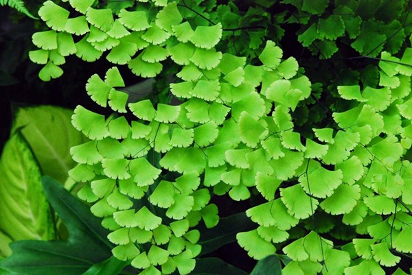 Selection and allocation of shade plants in courtyard