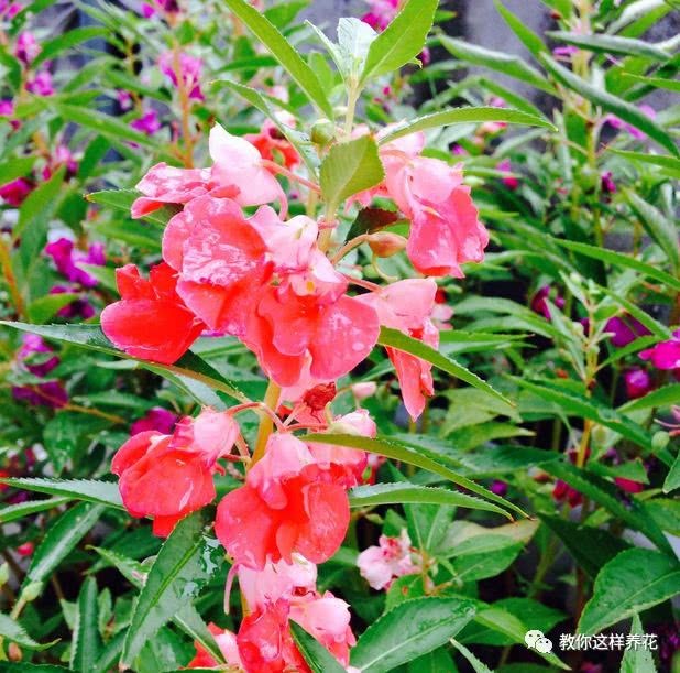 This kind of flower looks better than camellia. Many people use it to dye their nails after blooming for more than 200 days.