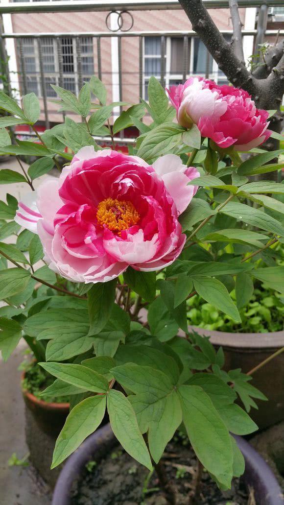 Peony flowers bloom rich and noble now planted next spring pots full of plants