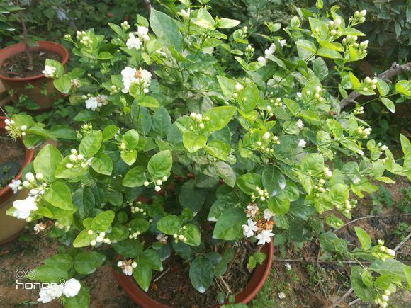 It's easy to raise jasmine well. The flowers will bloom all over the house at five o'clock in the coming year.