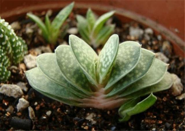 How to cultivate succulent Zibao and learn this skill, you can become a big shot of succulent Zibao.