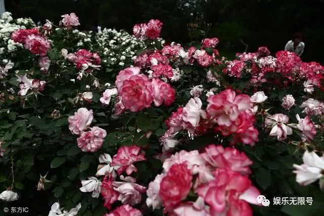 Those who have a yard at home must plant this kind of wall-climbing flowers with the envy of their neighbors.