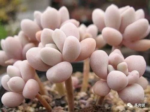 Sub-health status of succulent growth and its solution