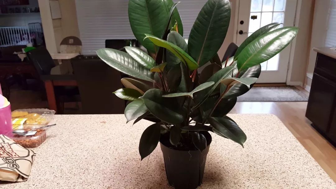 A rubber tree that does not need to be managed can grow upward by the windowsill.