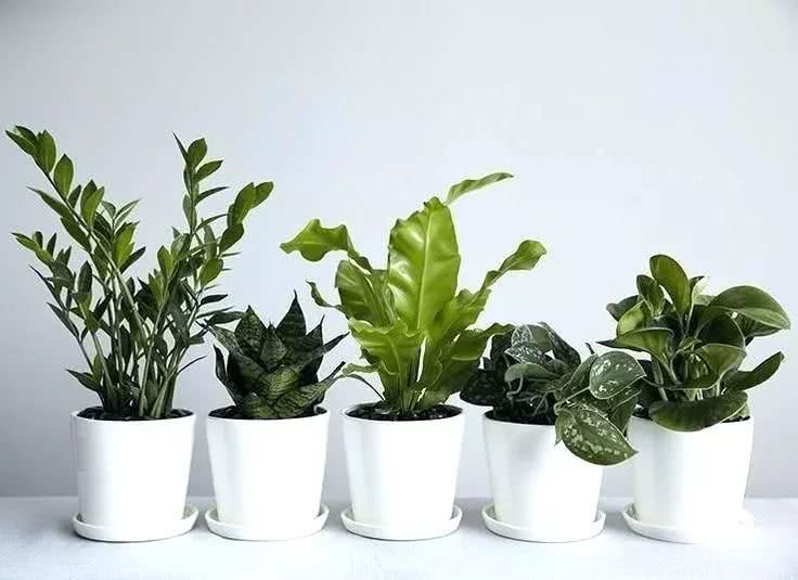 Nine kinds of fresh indoor potted ornamental plants are suitable for modern home.