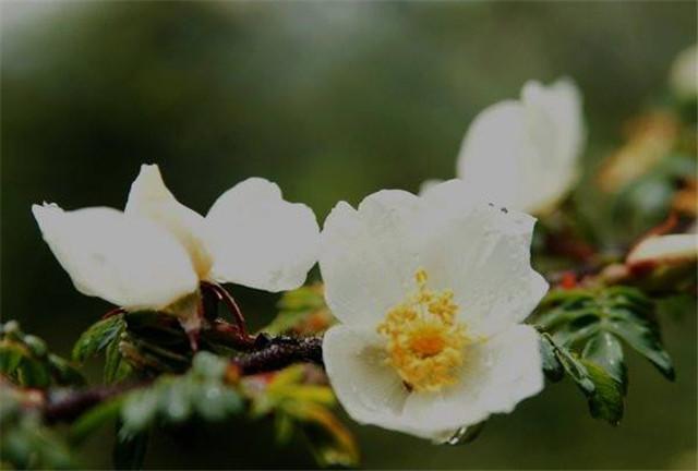 The breeding method of Emei Rose mastering this method the flowers bloom beautifully