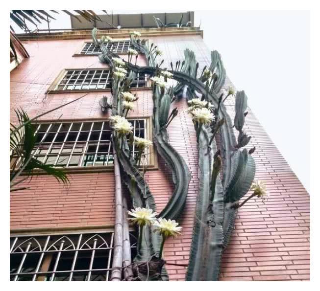 The tallest cactus in China? There is a five-story cactus in Xiamen: refined.