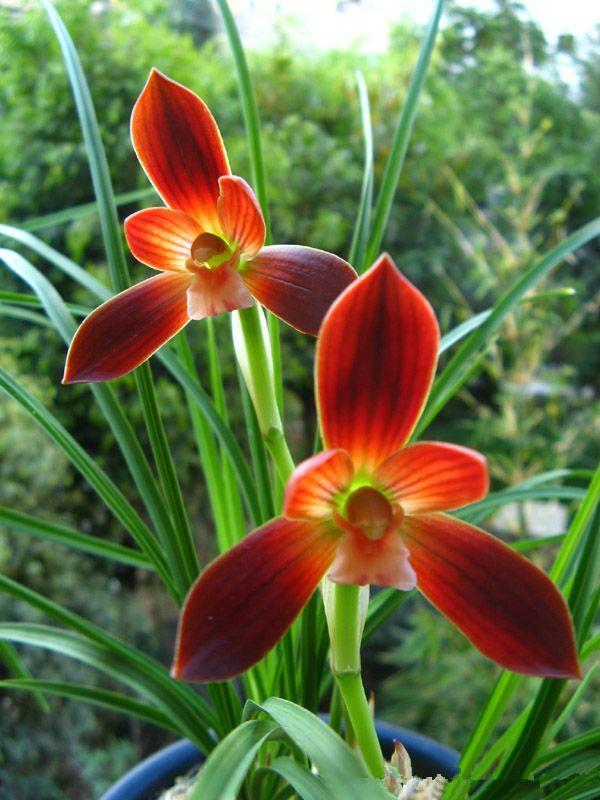 This orchid has won the golden award of orchid exhibition for many times and was praised as the first red of Chinese orchid.