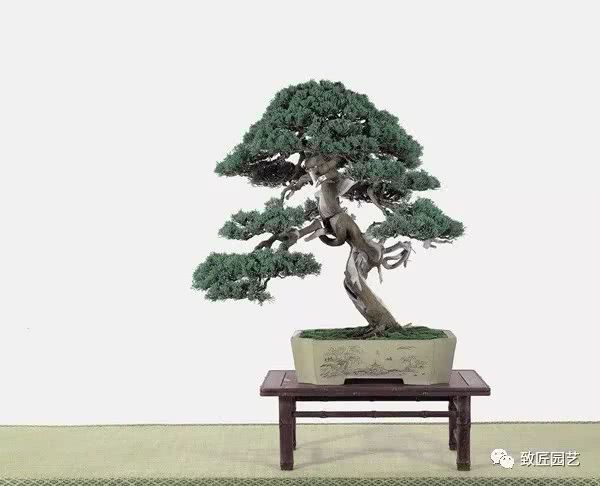 Taiwan Bonsai in its Own Form