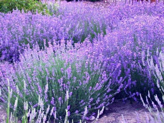 If we can't go to Provence, we can still grow lavender flowers at home.